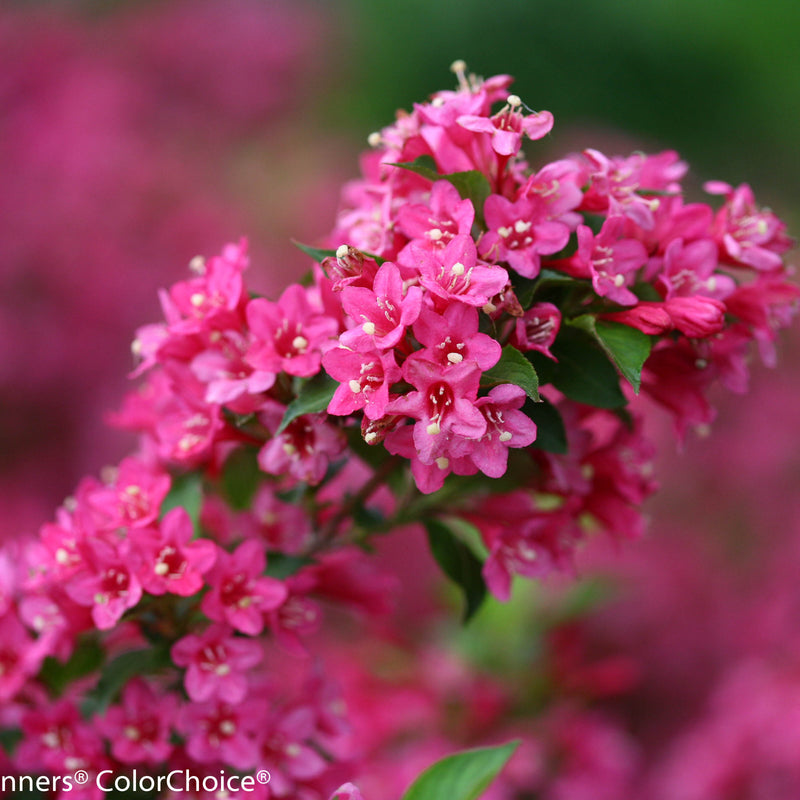 Sonic Bloom Pink Reblooming Weigela up close.