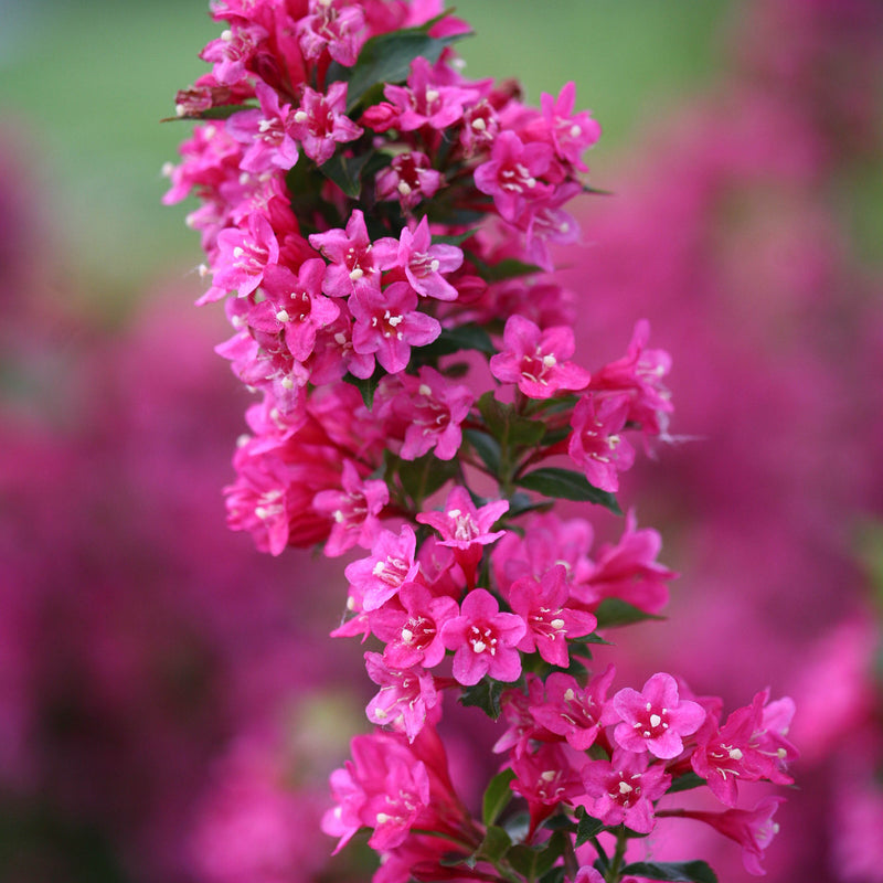 Sonic Bloom® Pink Reblooming Weigela (Weigela florida)