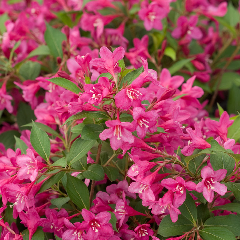 Sonic Bloom Pink Reblooming Weigela up close.