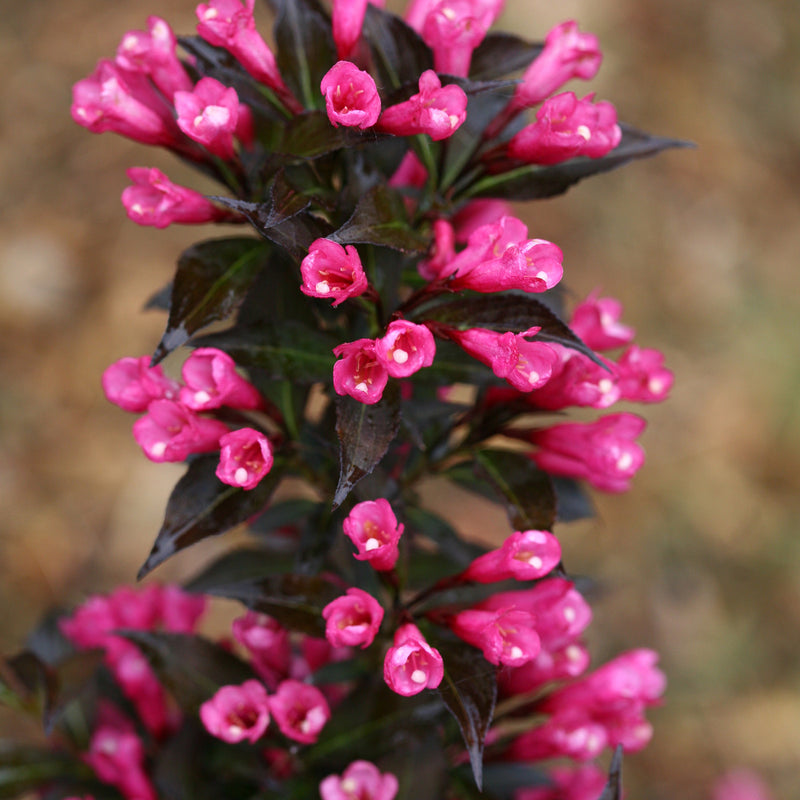 Sonic Bloom® Pink Reblooming Weigela (Weigela florida)