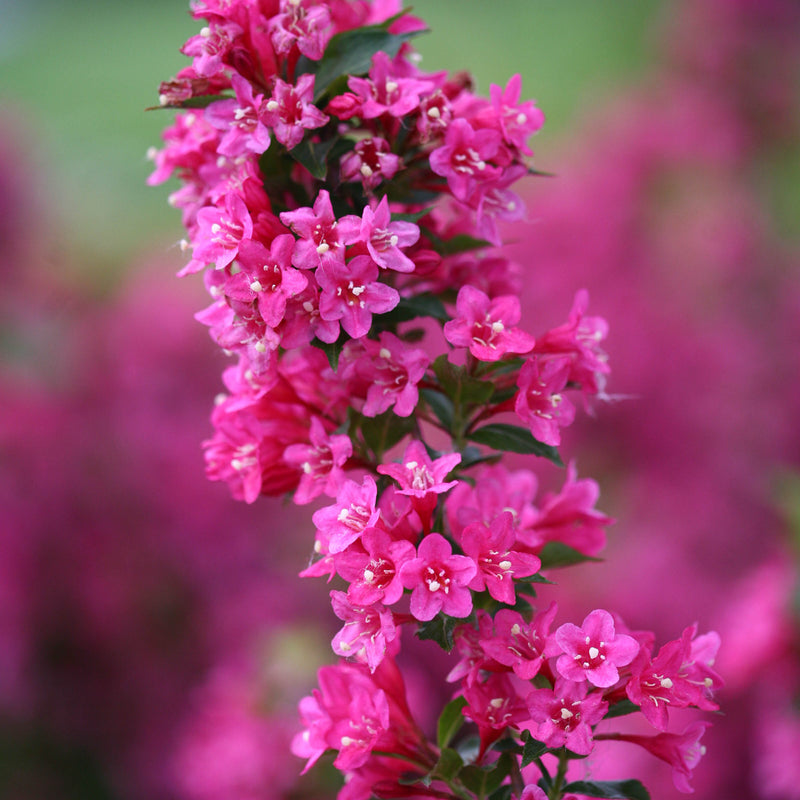 Sonic Bloom Pink Reblooming Weigela up close.