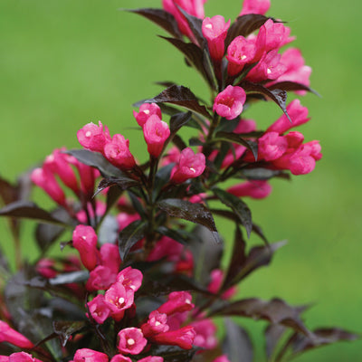 Sonic Bloom® Pink Reblooming Weigela (Weigela florida)