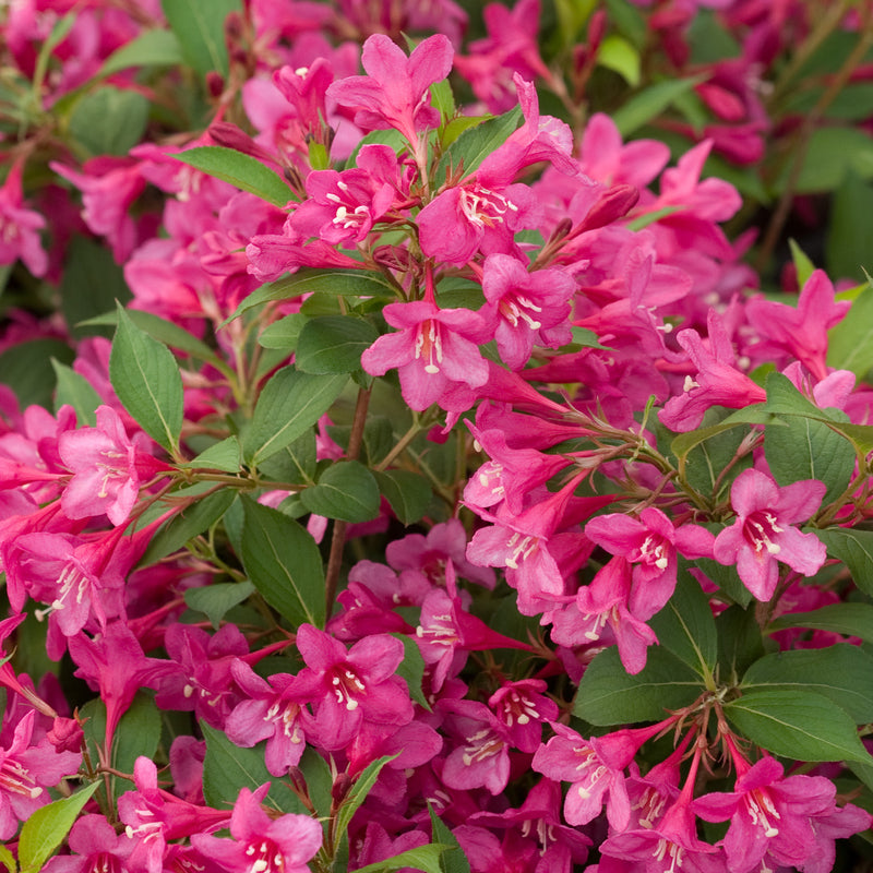 Sonic Bloom Pink Reblooming Weigela up close.