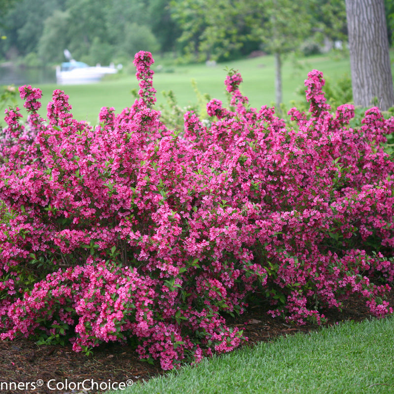 Sonic Bloom Pink Reblooming Weigela in focus.