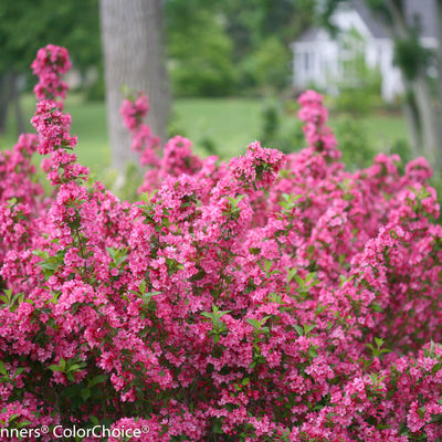 Sonic Bloom Pink Reblooming Weigela in use.