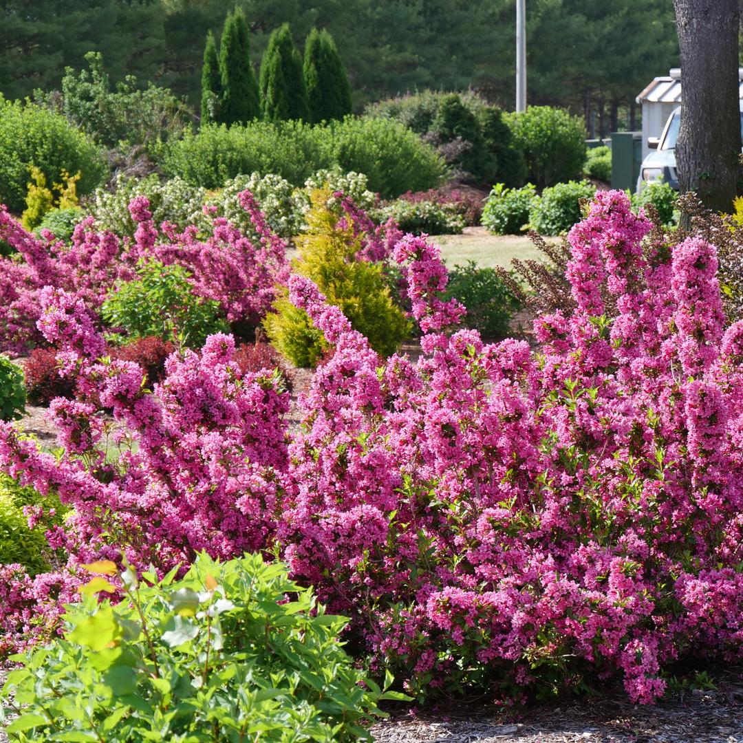 Sonic Bloom® Pink Reblooming Weigela (florida)