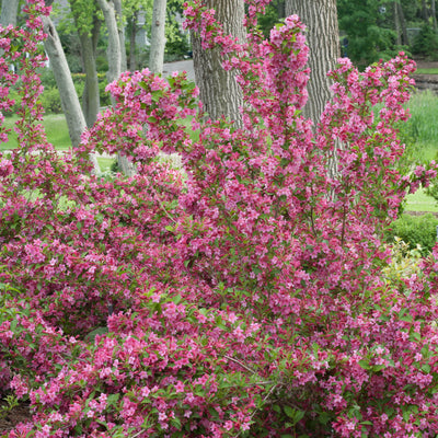 Sonic Bloom Pink Reblooming Weigela in use.