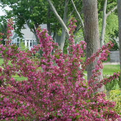 Sonic Bloom Pink Reblooming Weigela in use.