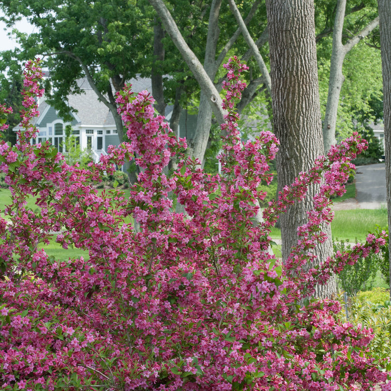 Sonic Bloom Pink Reblooming Weigela in use.