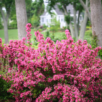 Sonic Bloom Pink Reblooming Weigela in use.