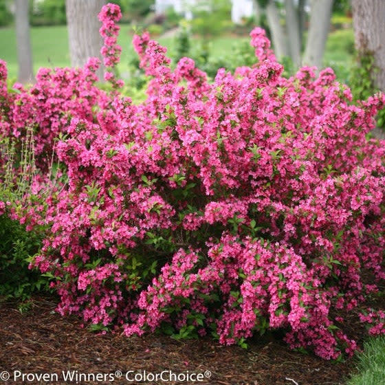 Sonic Bloom Pink Sonic Bloom Pink Reblooming Weigela in use.