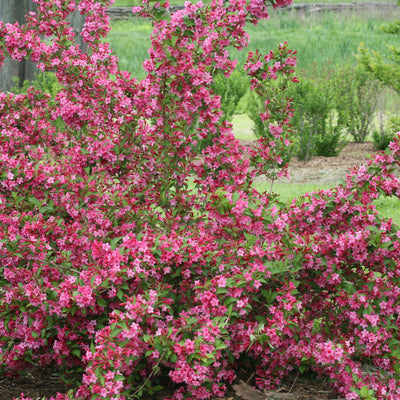 Sonic Bloom Pink Reblooming Weigela in use.