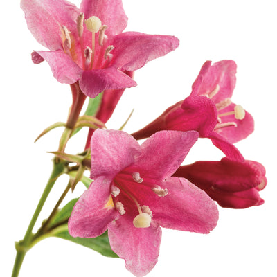 Sonic Bloom Pink Reblooming Weigela in macro.