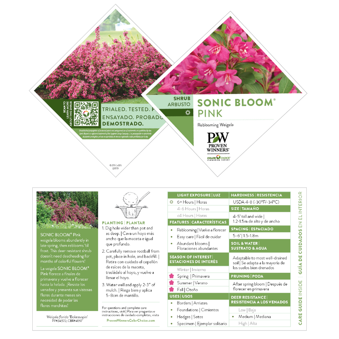 【うらら】sorm'86 別注　flabelus ピンクsize38 Cornus florida 'Rubra' (Pink) - Devil Mountain Wholesale Nursery