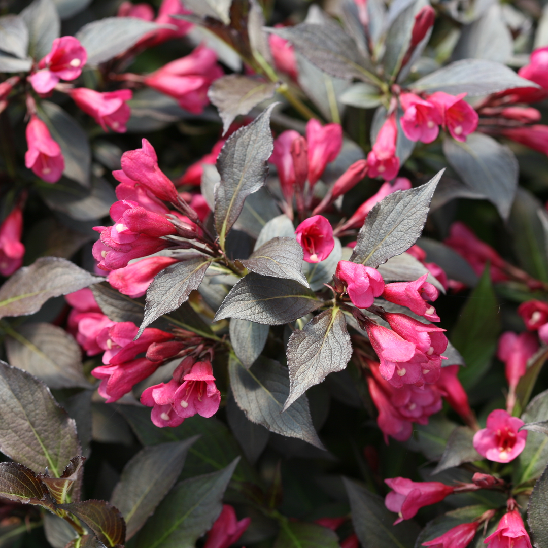 Weigela | Spilled Wine® | Proven Winners® Shrubs – Proven Winners