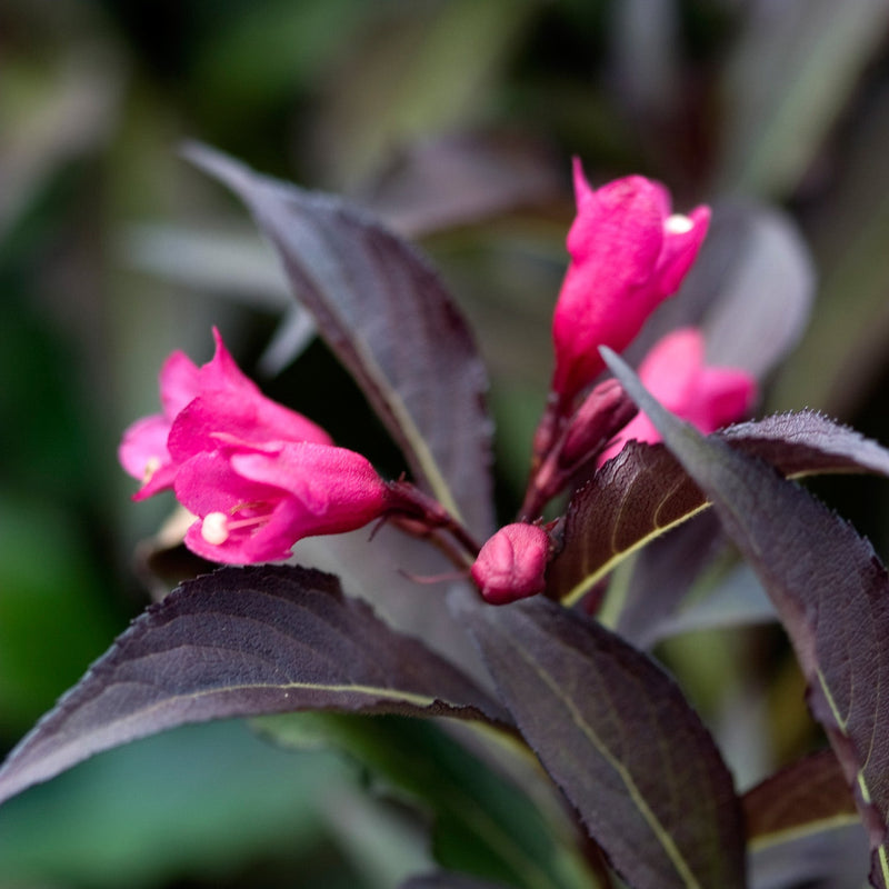 Spilled Wine Weigela up close.