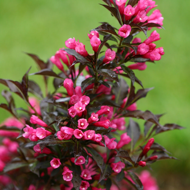 Spilled Wine Spilled Wine Weigela up close.