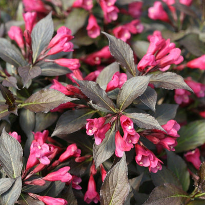 Spilled Wine Weigela up close.