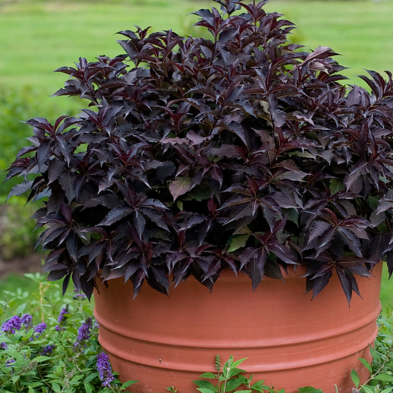 Spilled Wine® Weigela (Weigela florida)