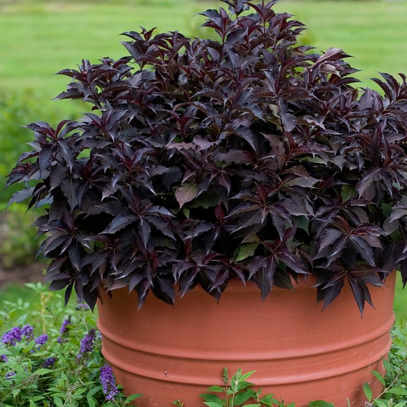 Spilled Wine Weigela in use.