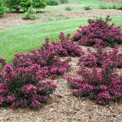 Spilled Wine Spilled Wine Weigela in use.