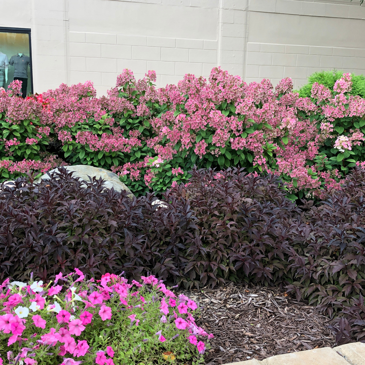 Weigela | Spilled Wine® | Proven Winners® Shrubs – Proven Winners