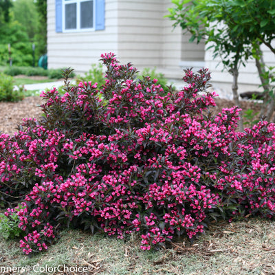 Spilled Wine Weigela in use.