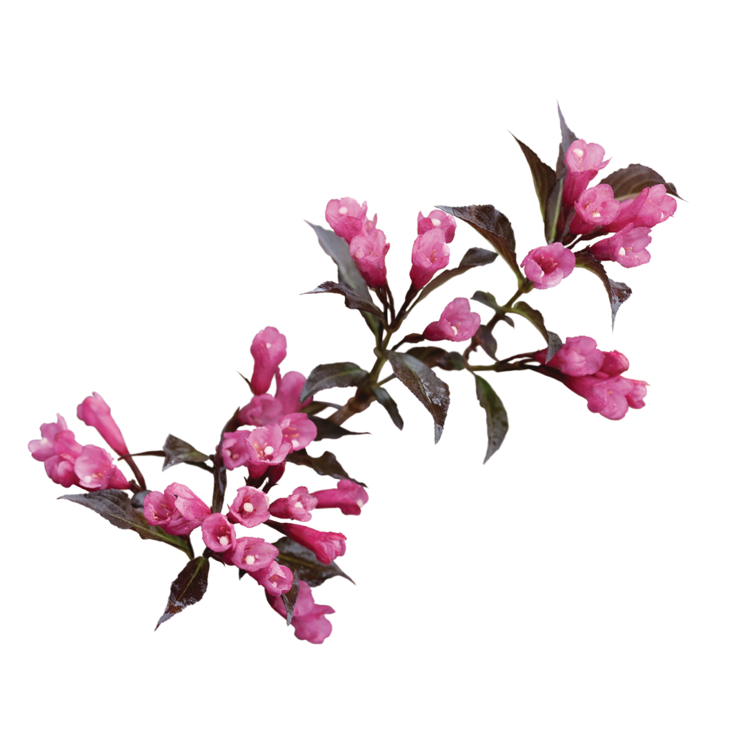 Weigela | Spilled Wine® | Proven Winners® Shrubs – Proven Winners