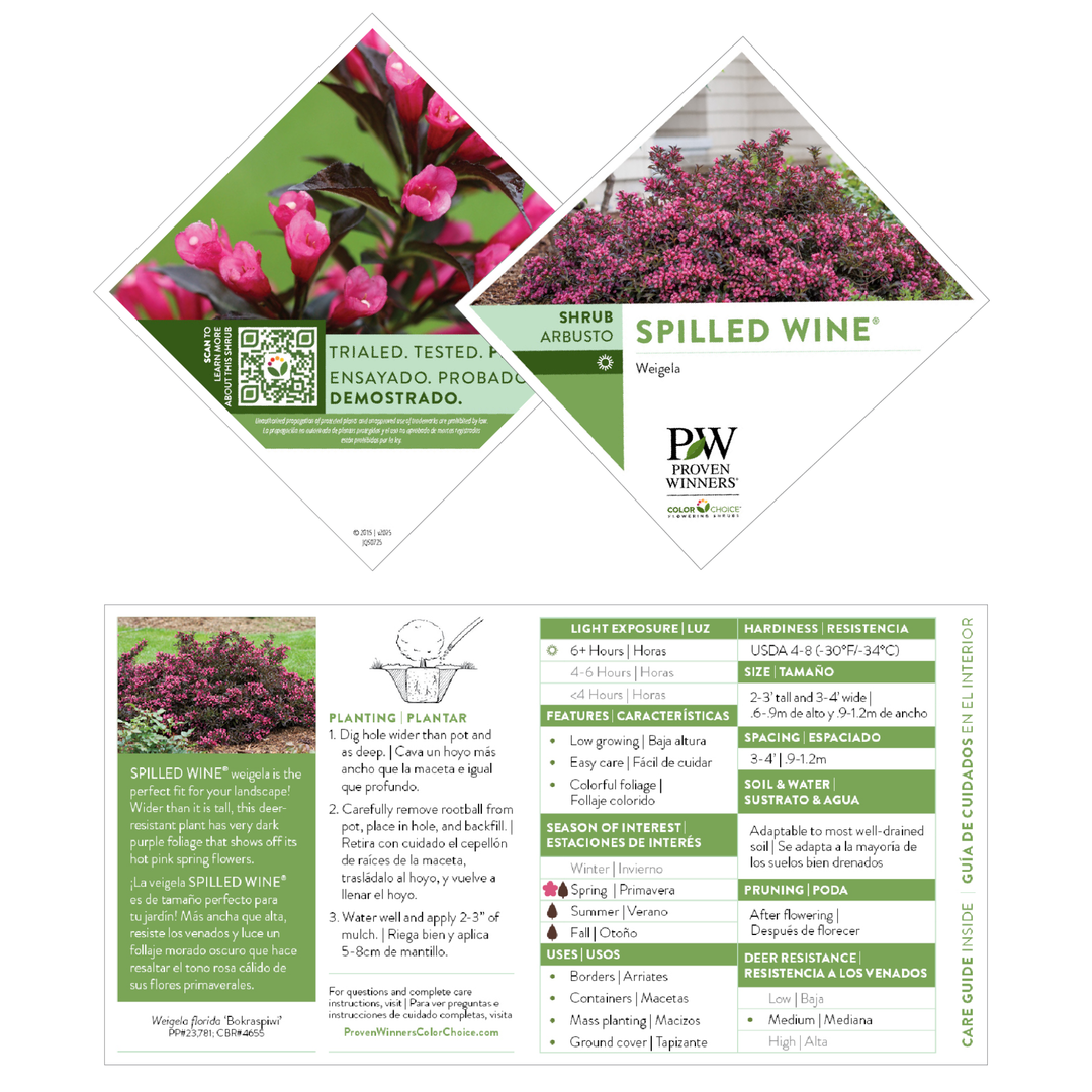 Weigela | Spilled Wine® | Proven Winners® Shrubs – Proven Winners