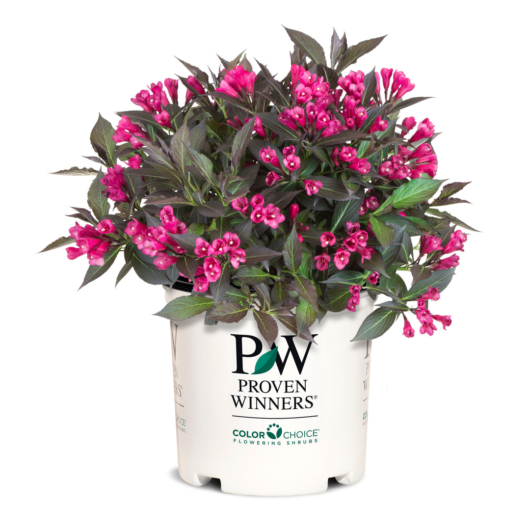 Weigela | Spilled Wine® | Proven Winners® Shrubs – Proven Winners