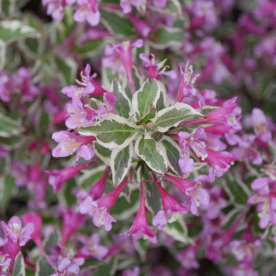 My Monet Purple Effect® Weigela (Weigela florida)