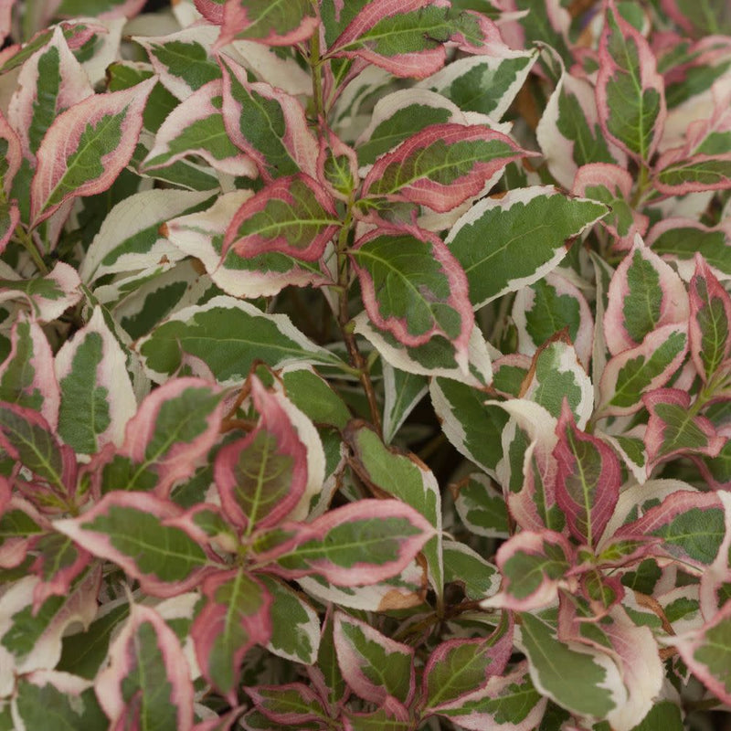 My Monet Purple Effect® Weigela (Weigela florida)