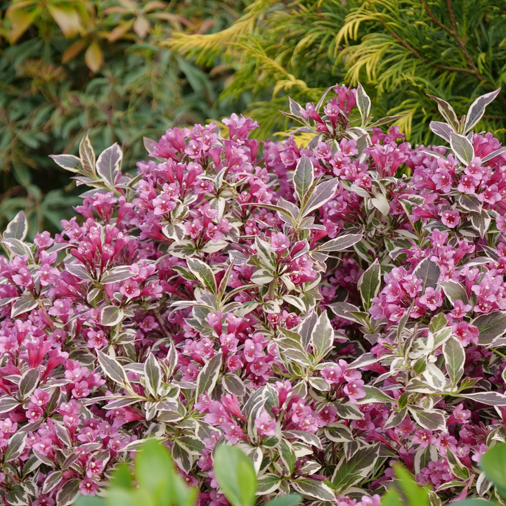 Weigela | My Monet Purple Effect® | Proven Winners® Shrubs