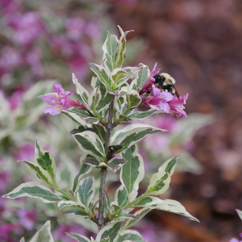 My Monet Purple Effect Weigela up close.