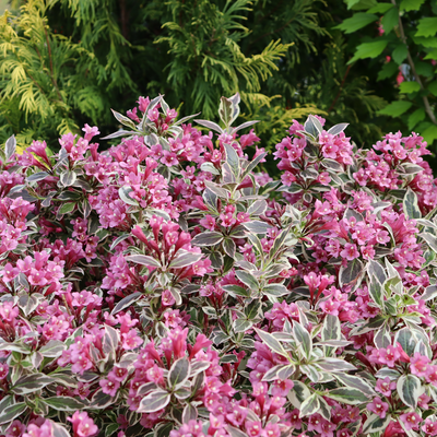 My Monet Purple Effect My Monet Purple Effect Weigela up close.