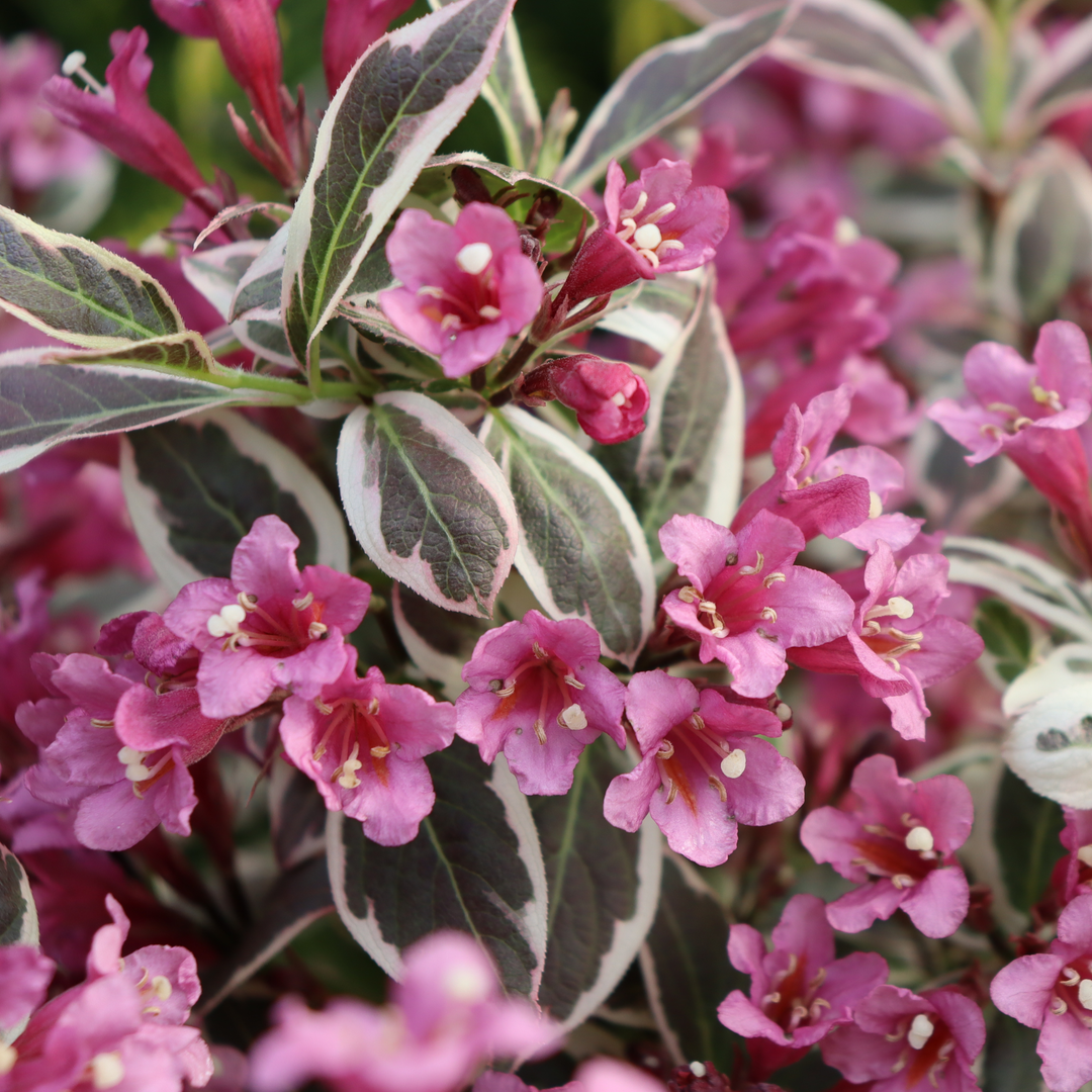Weigela | My Monet Purple Effect® | Proven Winners® Shrubs
