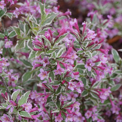 My Monet Purple Effect Weigela up close.