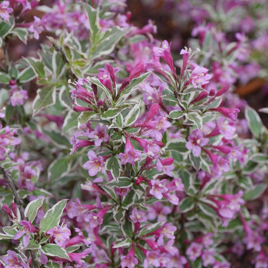 My Monet Purple Effect® Weigela (florida)