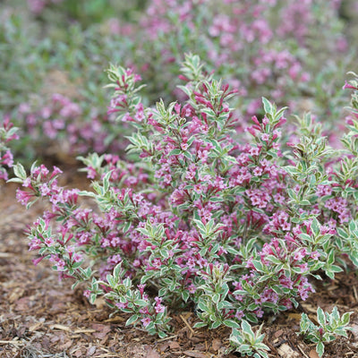 My Monet Purple Effect Weigela in focus.