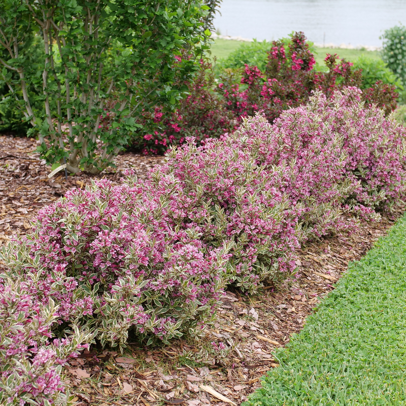 My Monet Purple Effect My Monet Purple Effect Weigela in use.