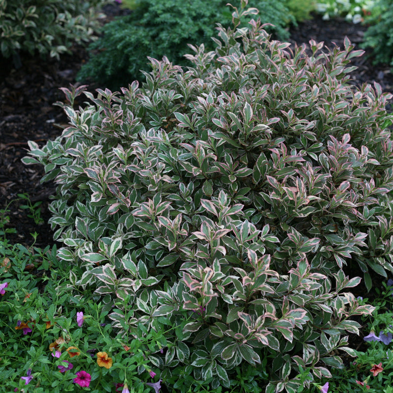 My Monet Purple Effect Weigela in use.