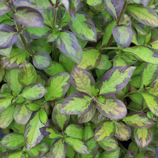 Vinho Verde® Weigela (florida)