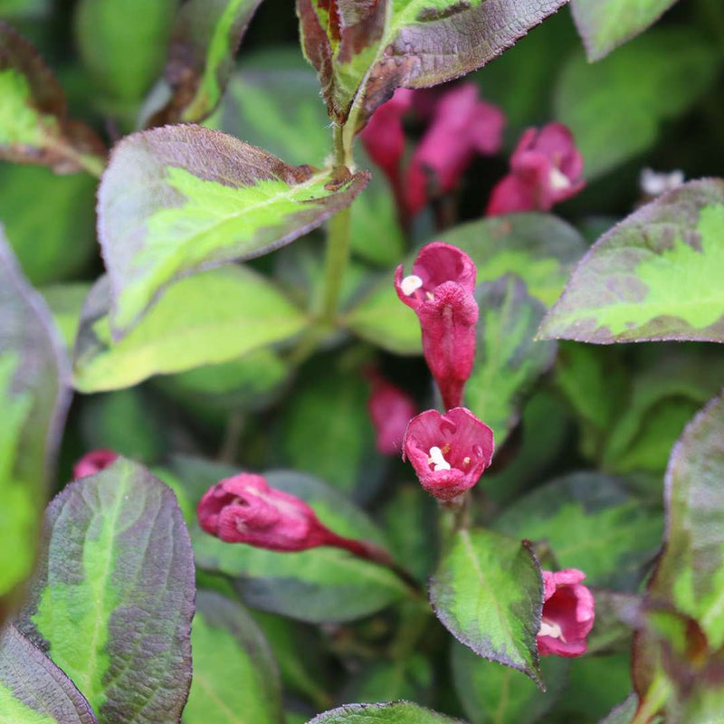 Vinho Verde Weigela up close.