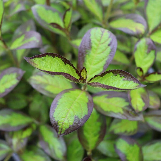 Vinho Verde® Weigela (florida)