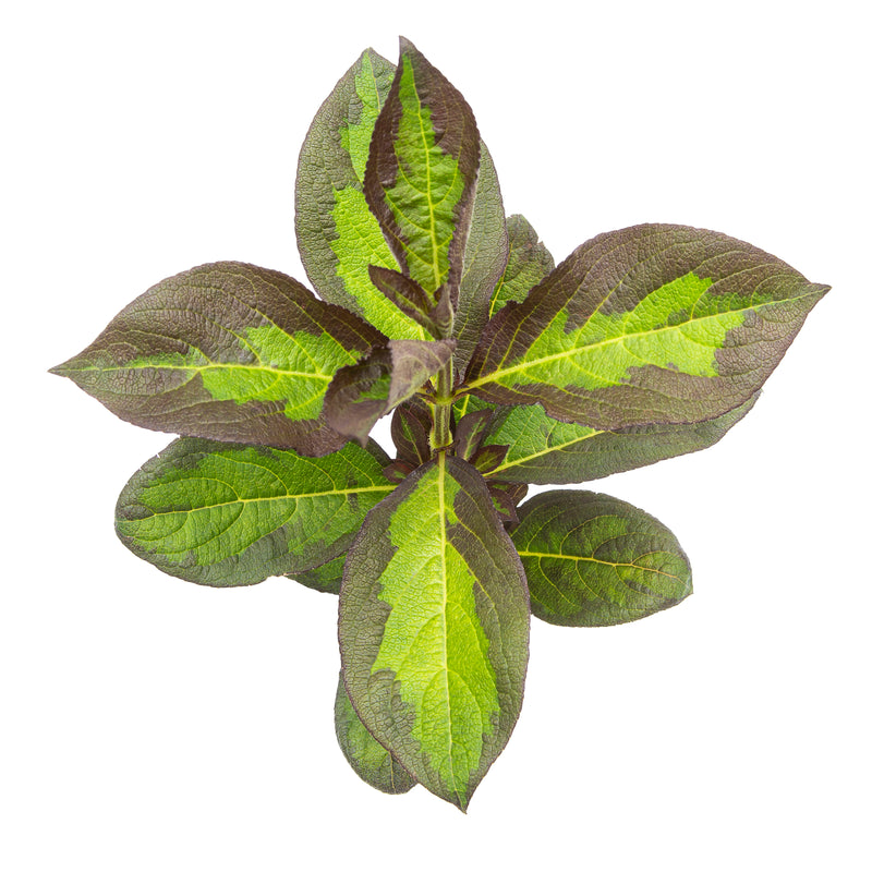 Vinho Verde® Weigela (Weigela florida)
