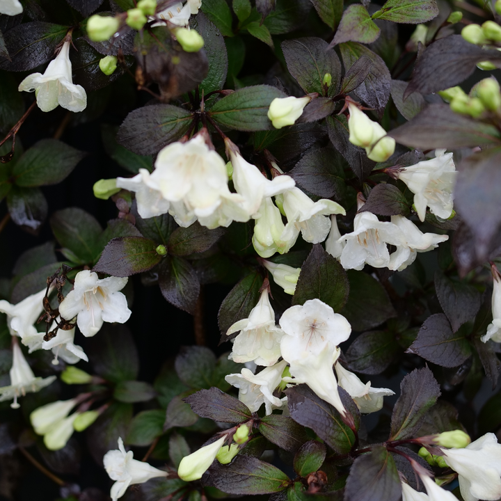 Wine &amp; Spirits® Weigela (florida)