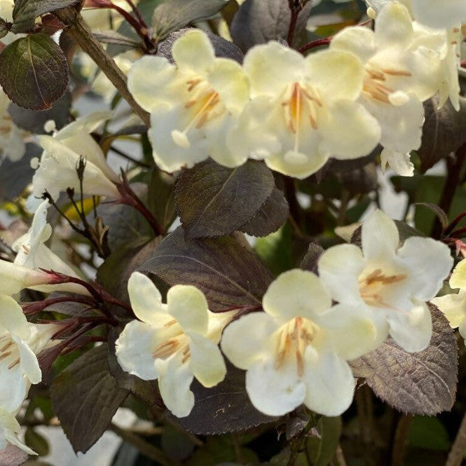 Wine & Spirits Weigela up close.