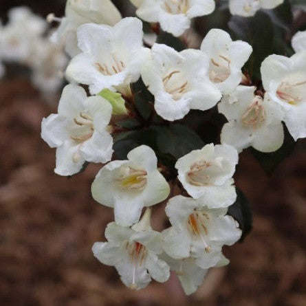 Wine & Spirits Weigela up close.