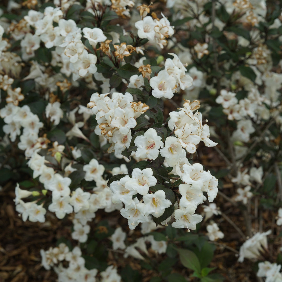 Wine &amp; Spirits® Weigela close up.