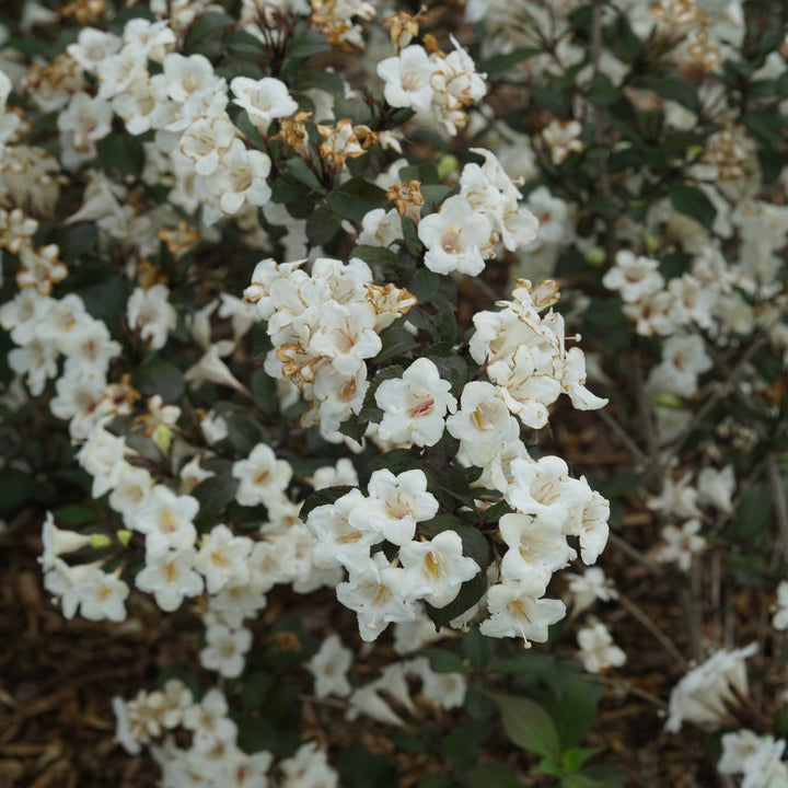 Wine &amp; Spirits® Weigela close up.